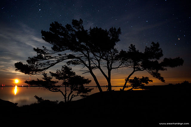 Pine trees silhouetted by the rising moon, Big McCoy Island, Georgian Bay