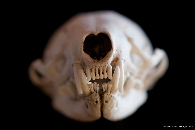 Mink skull macro with teeth, Sans Souci, Georgian Bay