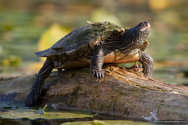 Painted turtle basking on log, Trout Pond, Toronto Islands