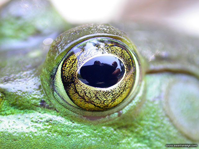 Bullfrog eye closeup, Massassauga Provincial Park, Georgian Bay