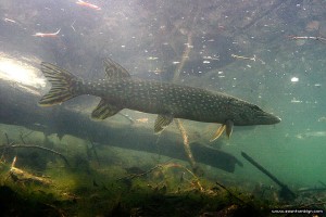 Toronto Island spring pike underwater