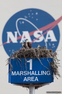 Osprey nest in front of VAB, Kennedy Space Centre